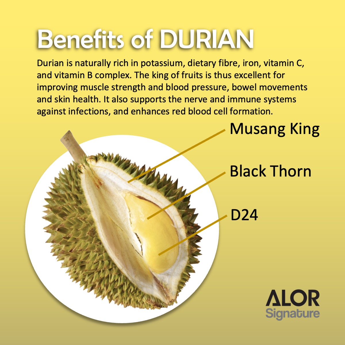 ALOR_600071_freeze-dried-fruit-durian_02